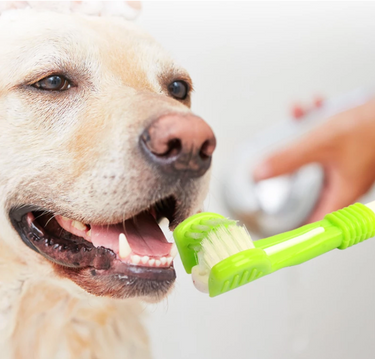 Dog Heaven™ Toothbrush